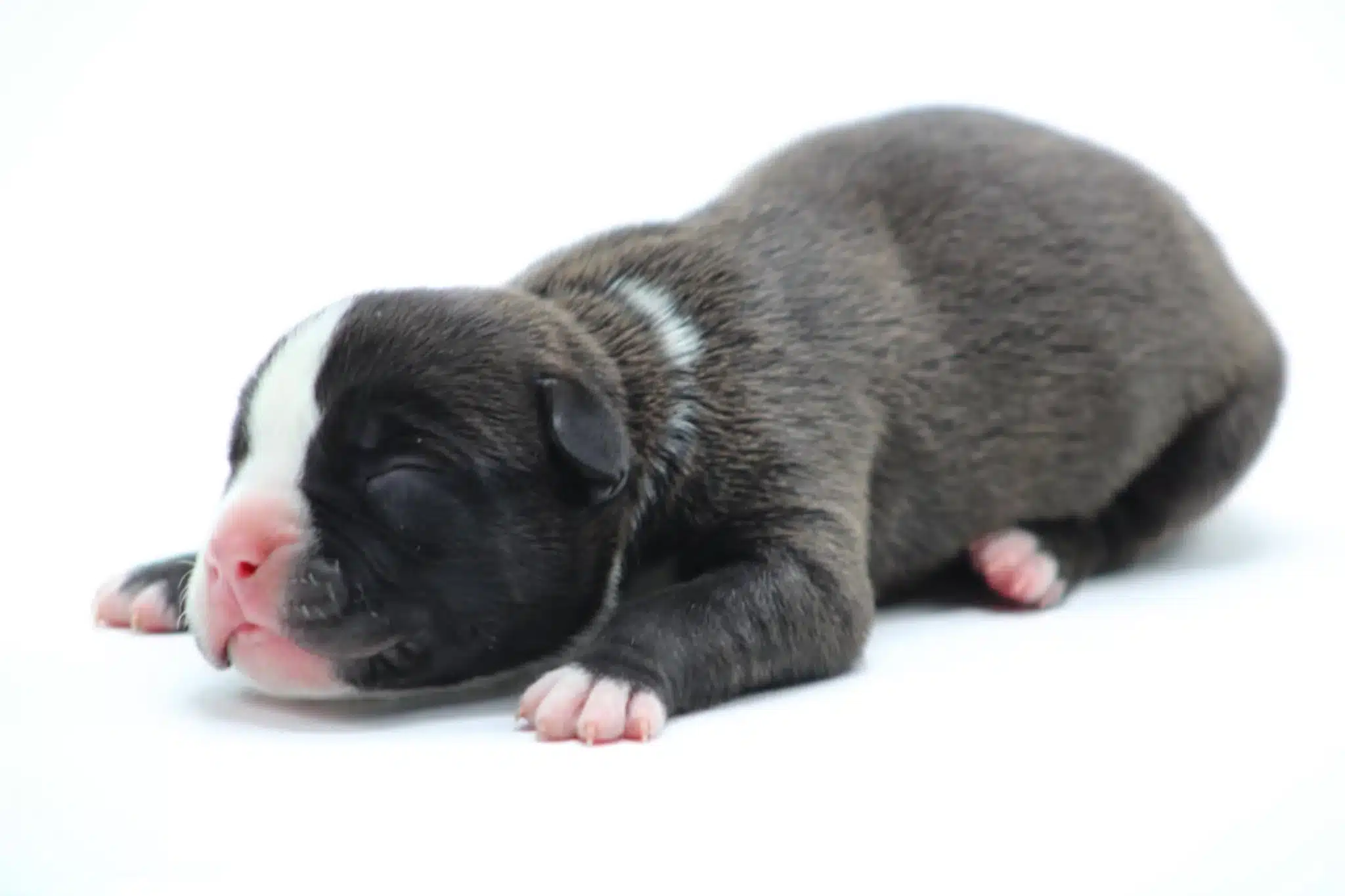 blue american bully puppy