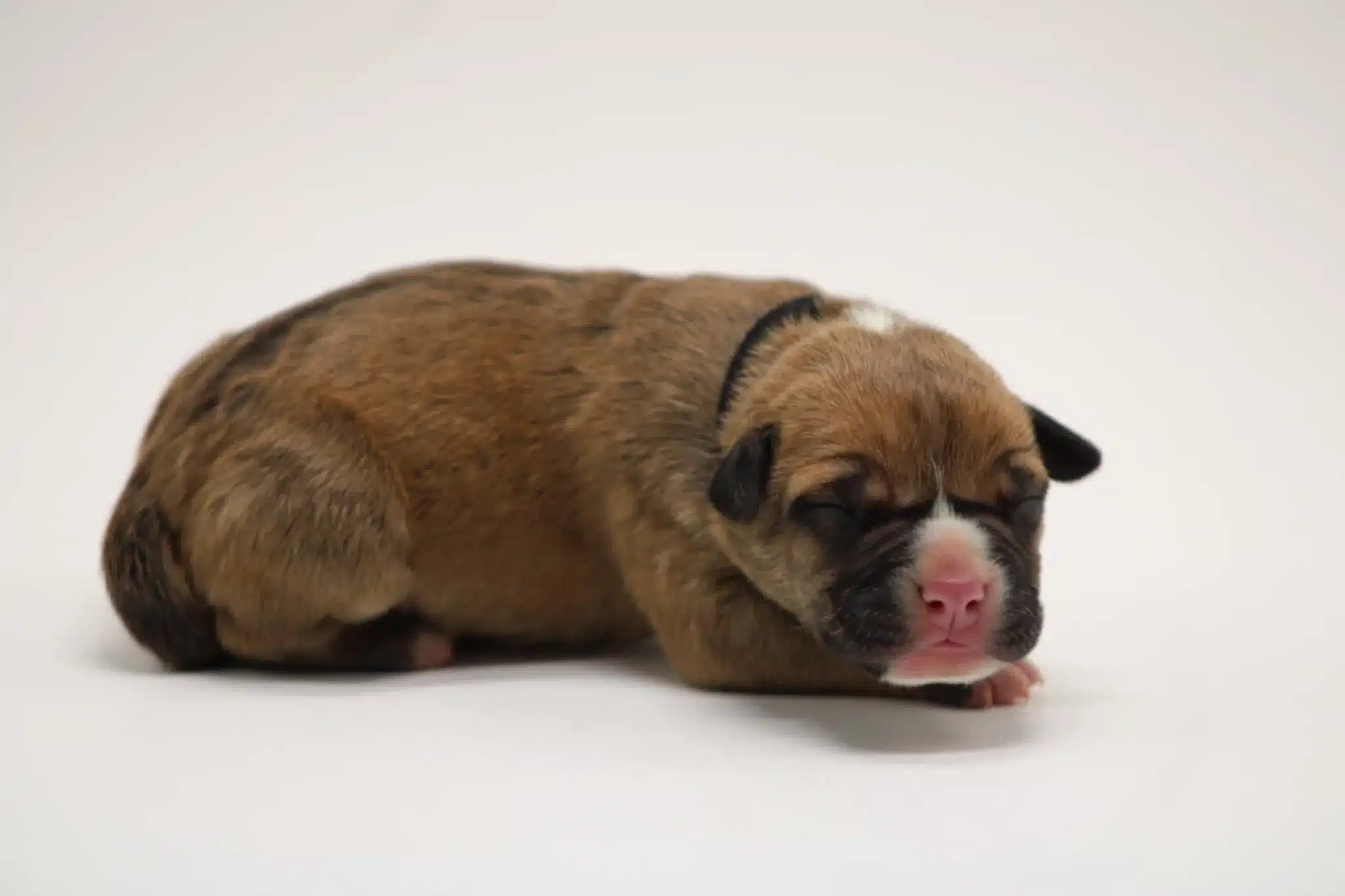xl american bully puppies for sale