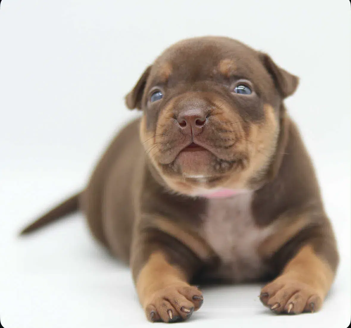 xl pitbull puppy for sale near me