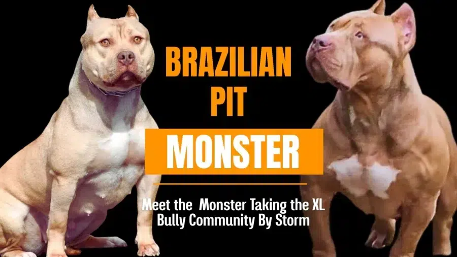 Brazilian Pit Monster