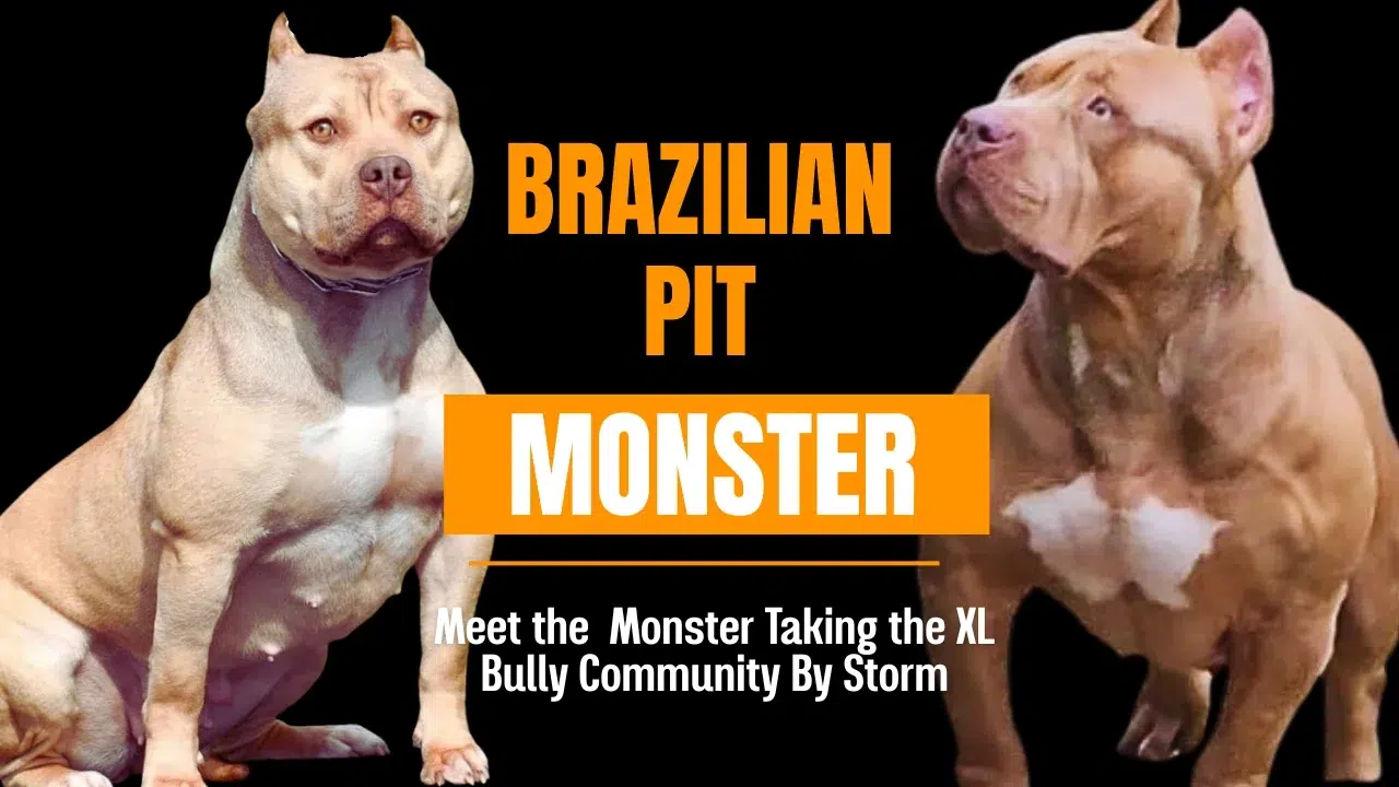 Featured image for “Brazilian Pit Monster: The Ultimate Guide to Brazil’s Most Sought-After Bully Breed (2025)”