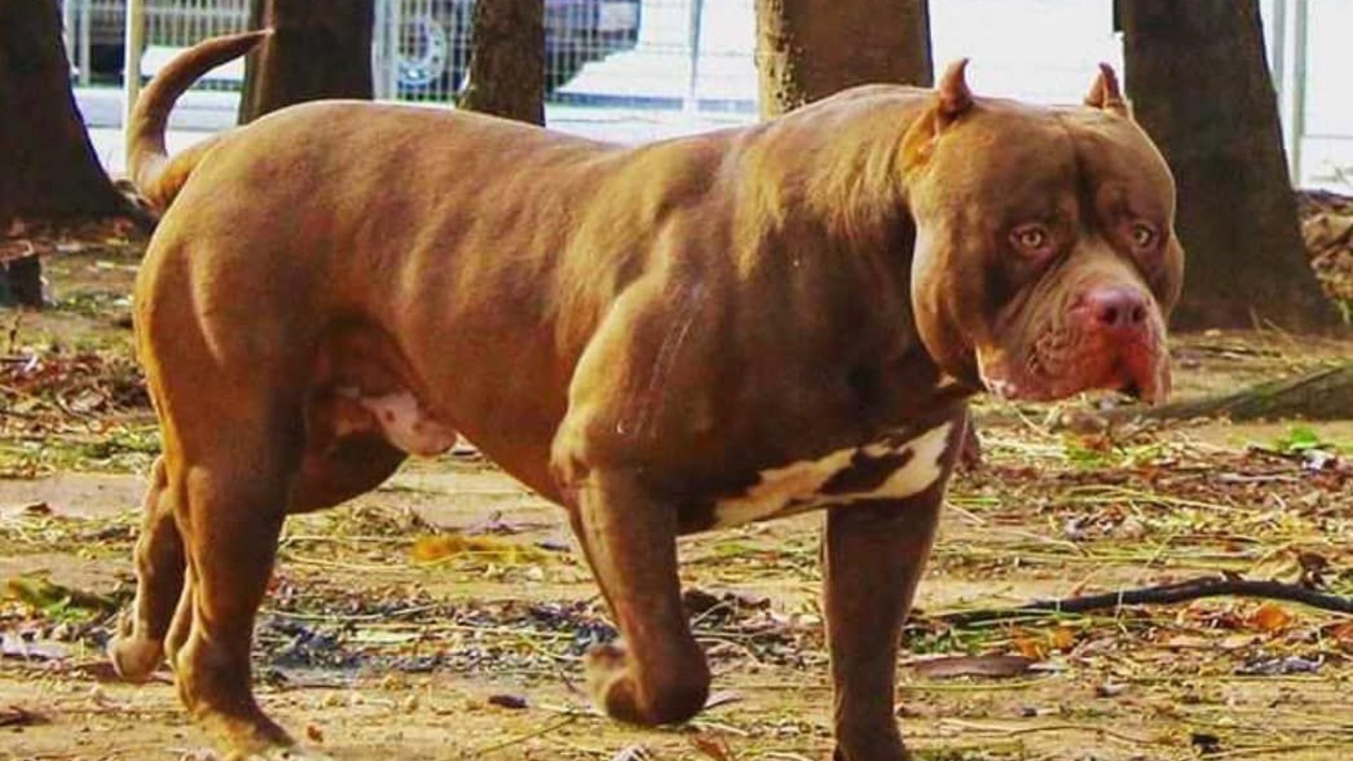 Brazilian pit monster dog