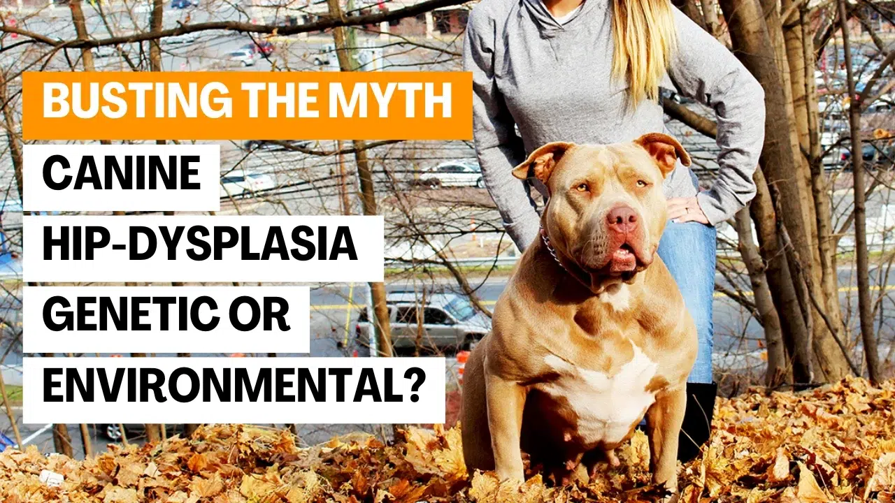 Featured image for “Is Canine Hip Dysplasia Due to Genetics or the Environment? Expert Breeder Explains.”