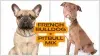 French Bulldog Pitbull Mix: The Ultimate Guide to This Unique Hybrid Dog.