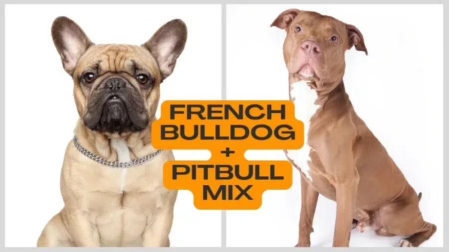 French Bulldog Pitbull Mix