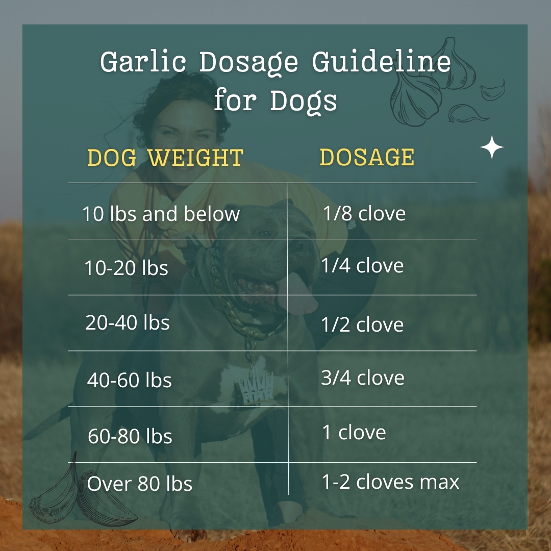 Garlic Dosage Guideline for Dogs