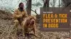Natural Flea and Tick Prevention for Dogs: Is Garlic Safe for Dogs?