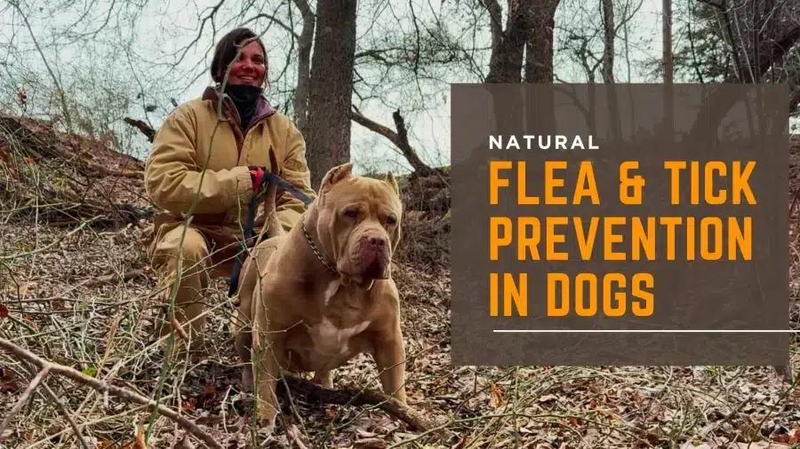 Natural Flea and Tick Prevention in Dogs