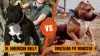 XL American Bullies vs Brazilian Pit Monsters: A Breeding Comparison