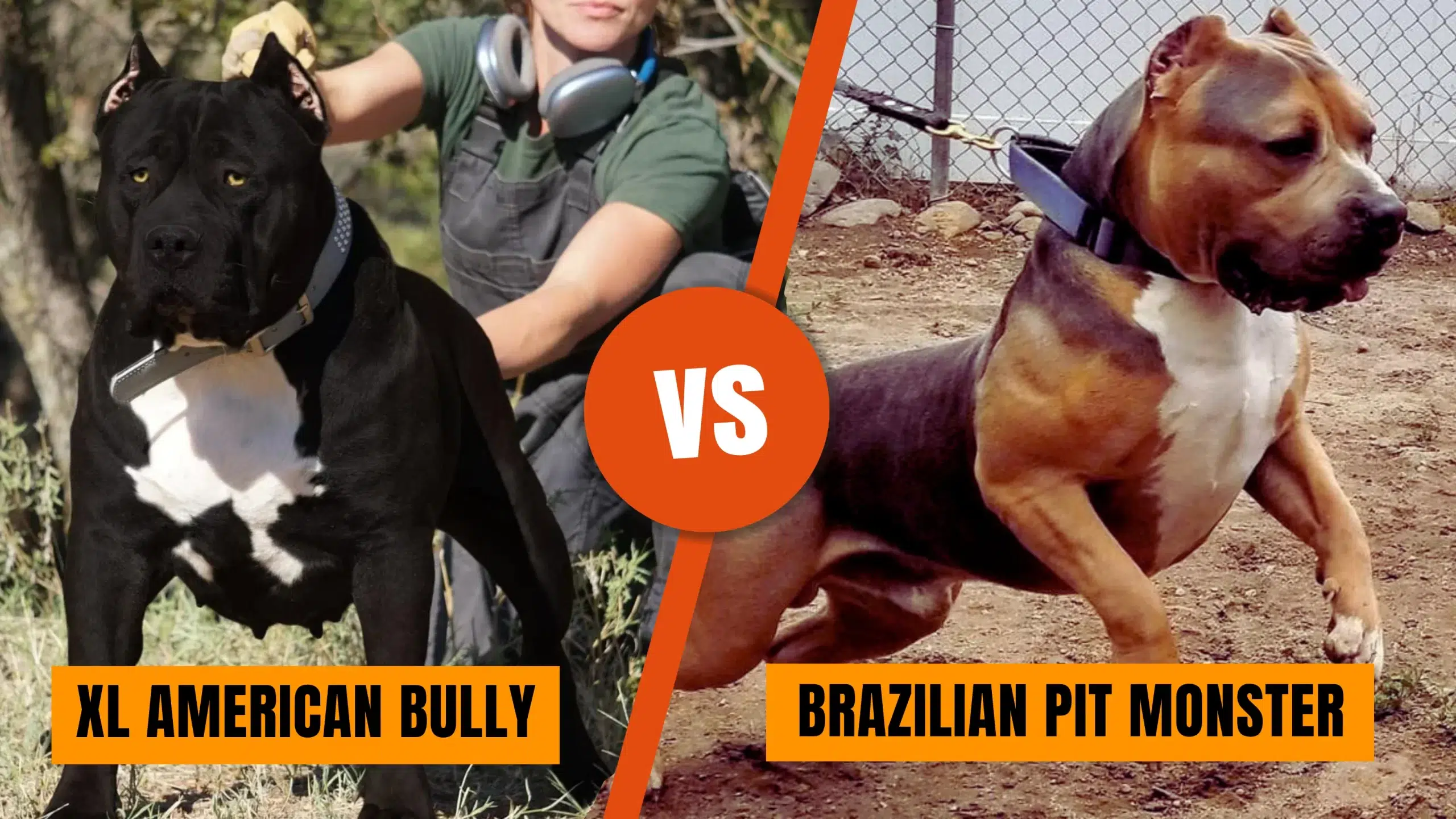 Featured image for “XL American Bullies vs Brazilian Pit Monsters: A Breeding Comparison”