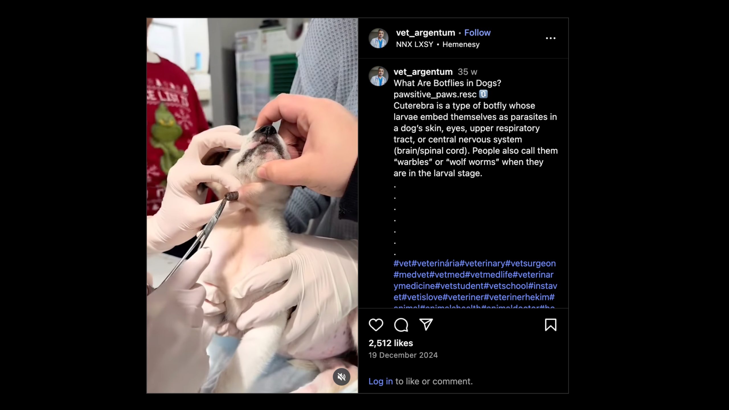 Botflies removal in dogs