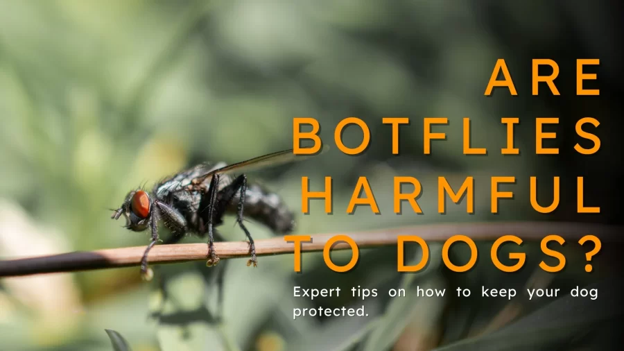 Botflies in dogs