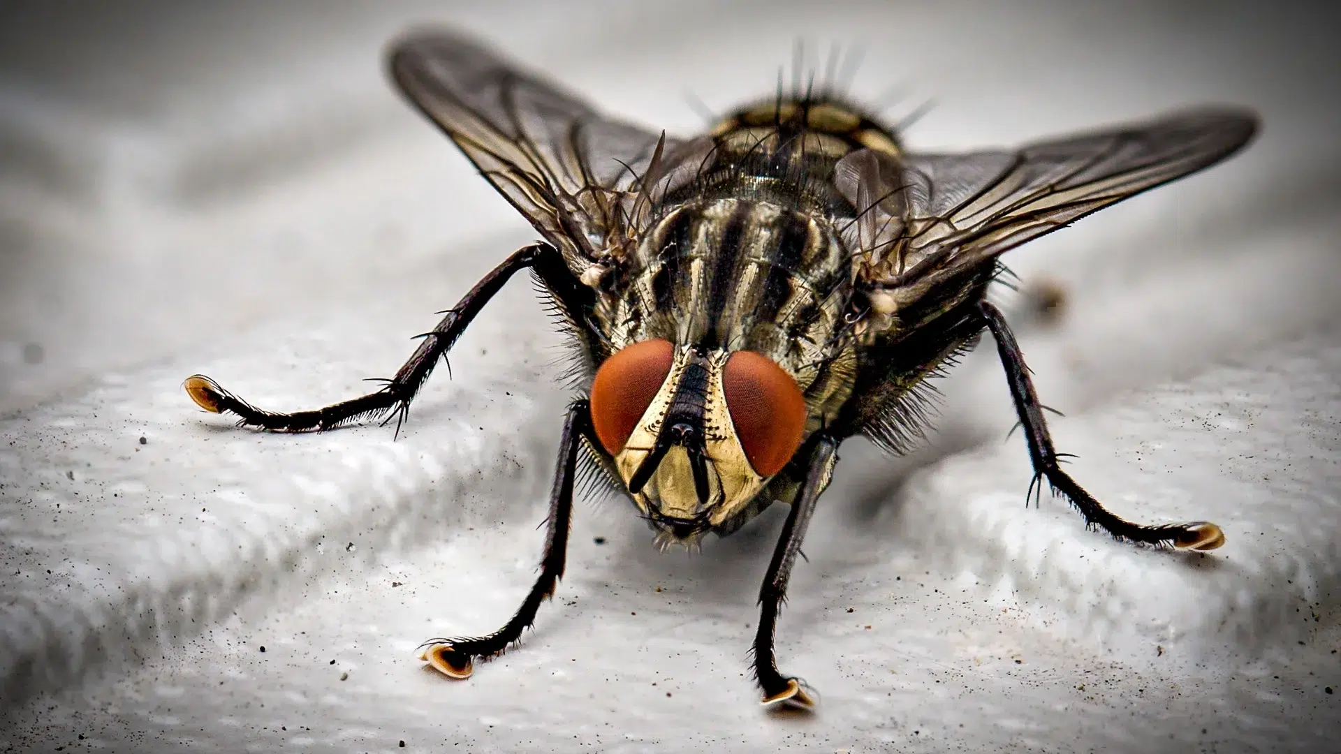 Botfly insect