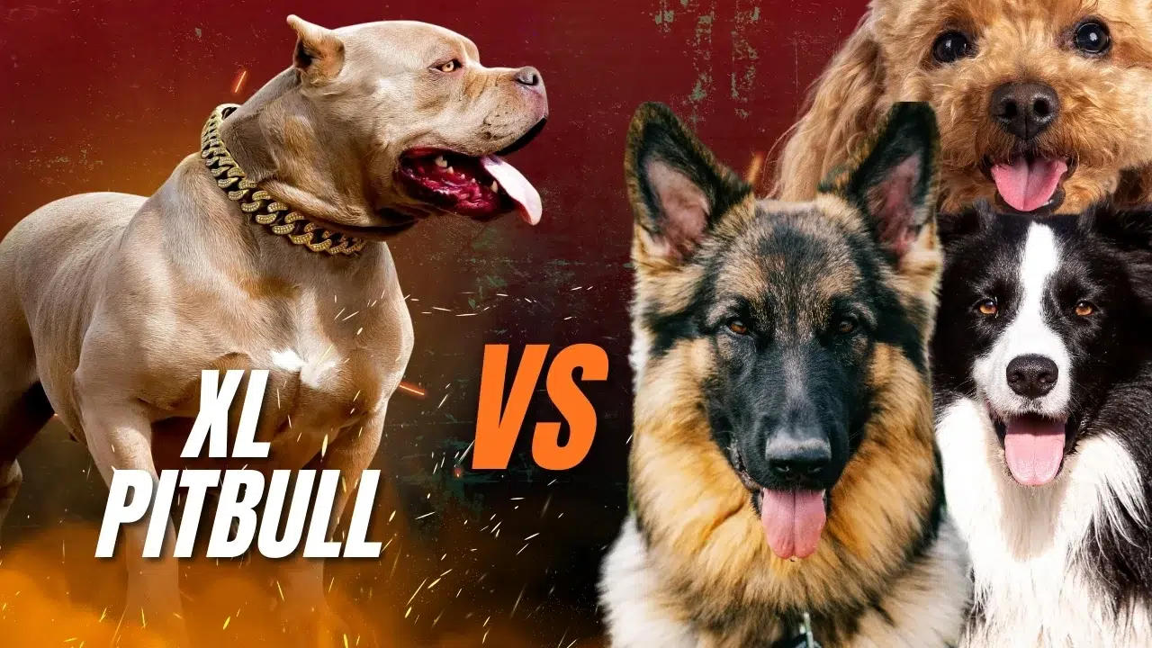 Featured image for “Are XL Pit Bulls the Smartest Dogs? Training & Temperament Explained.”