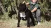 Where to Find XL Pitbull Breeders Offering Rare Colors Like Merle & Champagne.