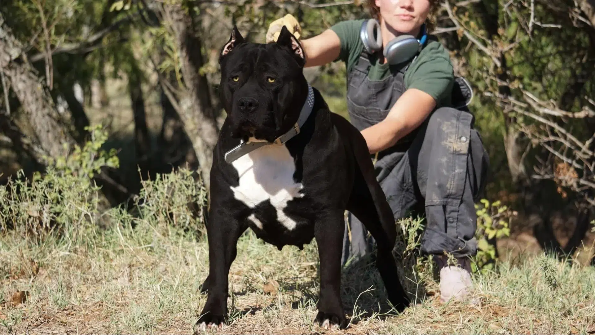 Featured image for “Where to Find XL Pitbull Breeders Offering Rare Colors Like Merle & Champagne.”