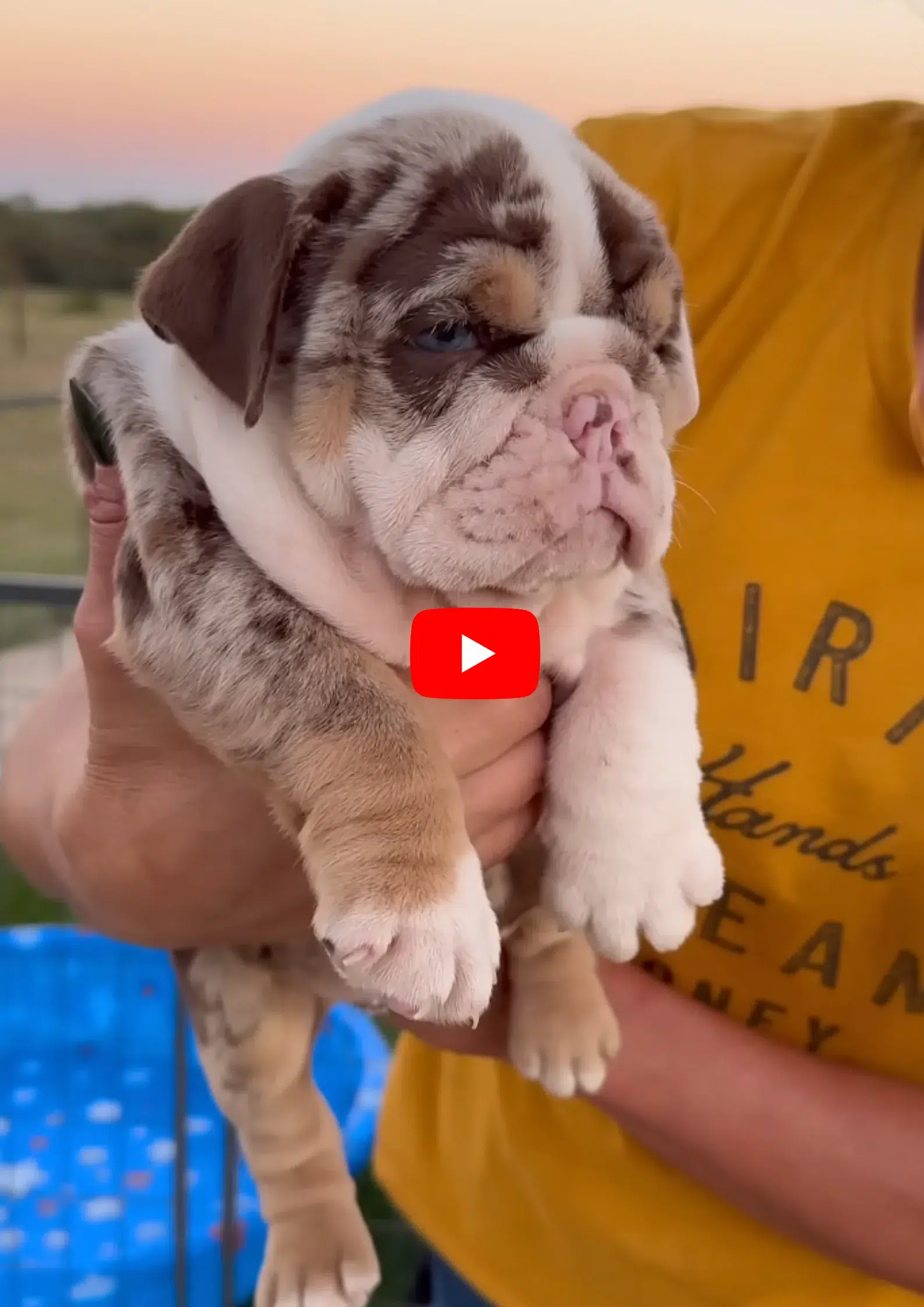 English Bulldogs Puppies For Sale