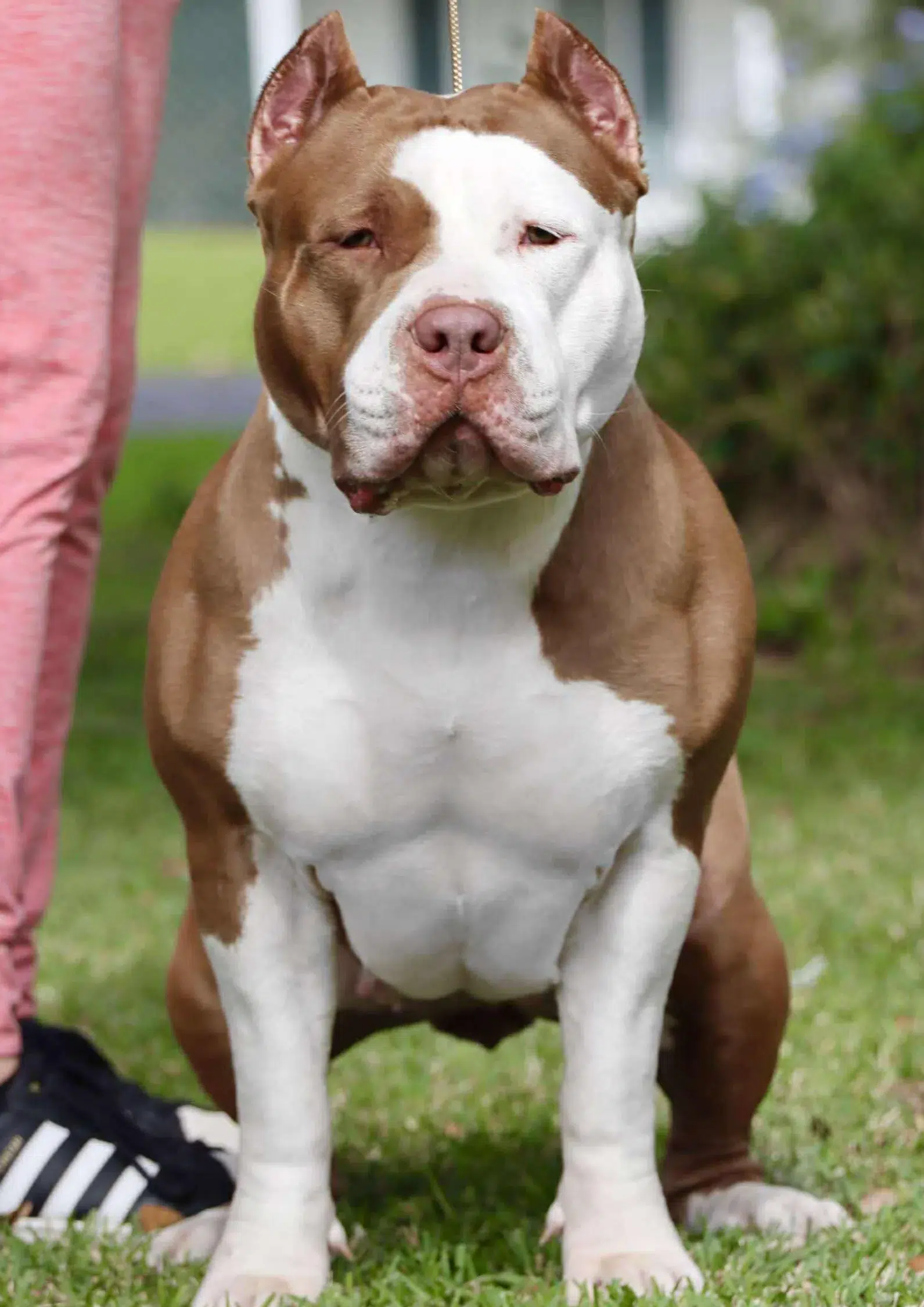 pitbull puppies for adoption