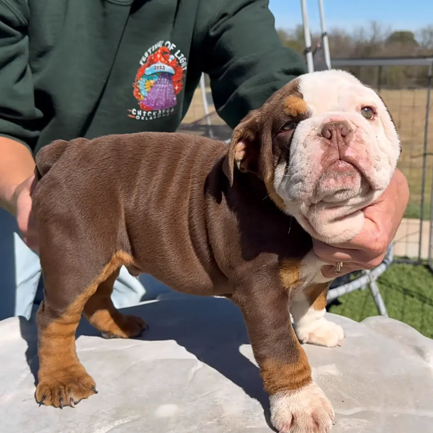 Chocolate tri English Bulldog puppies for sale