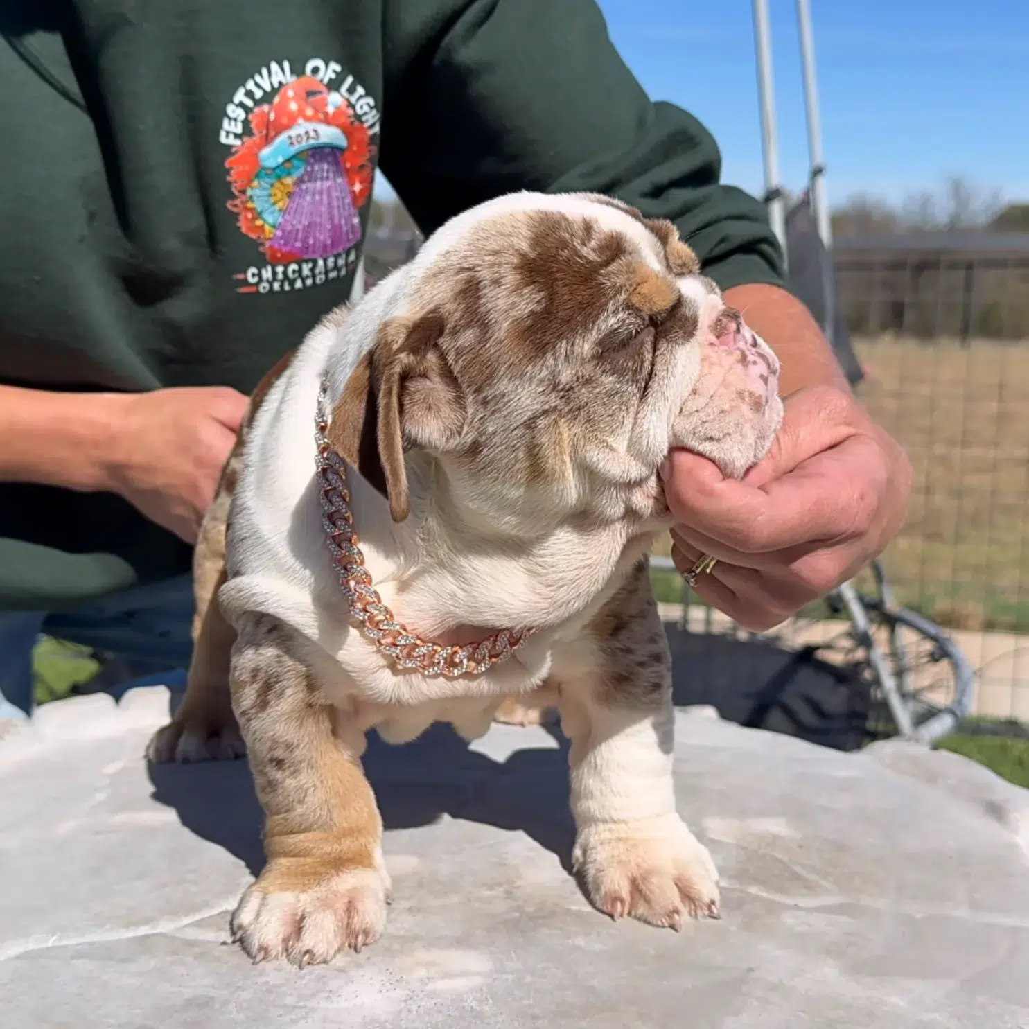 Chocolate tri merle English Bulldog puppy for sale