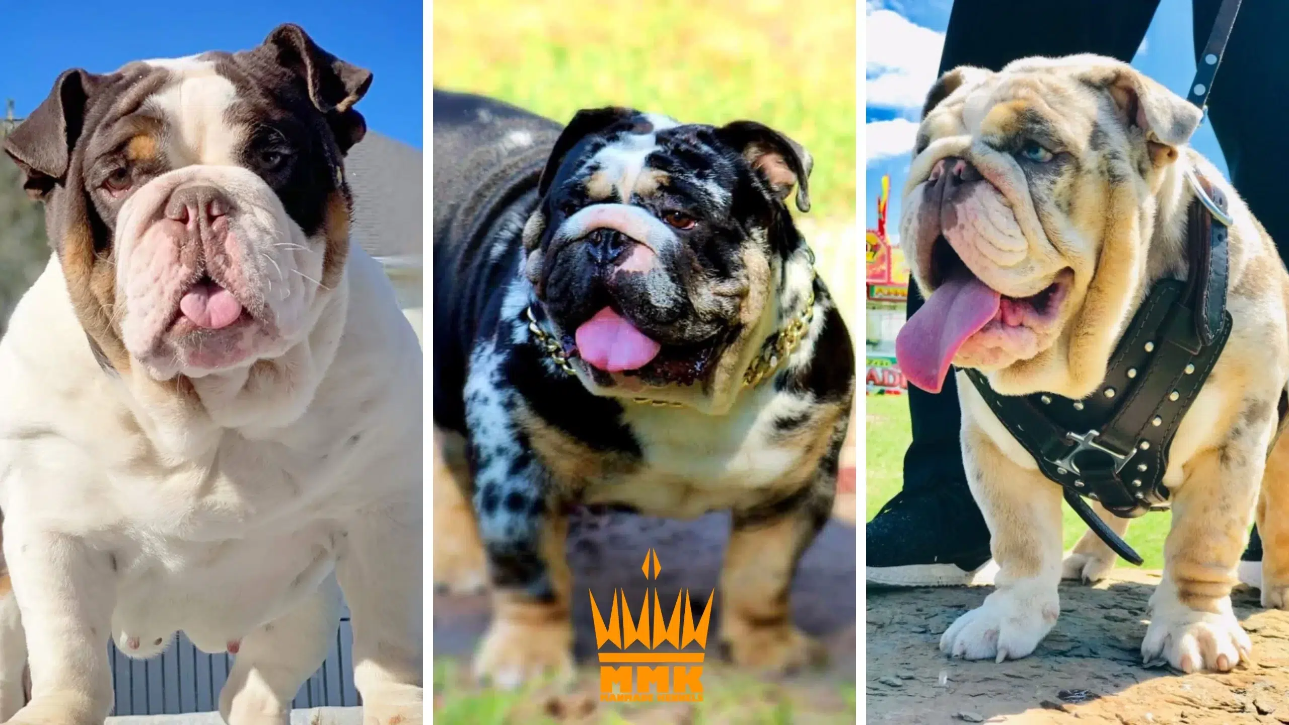 English Bulldog Puppies Manmade Kennels 4K