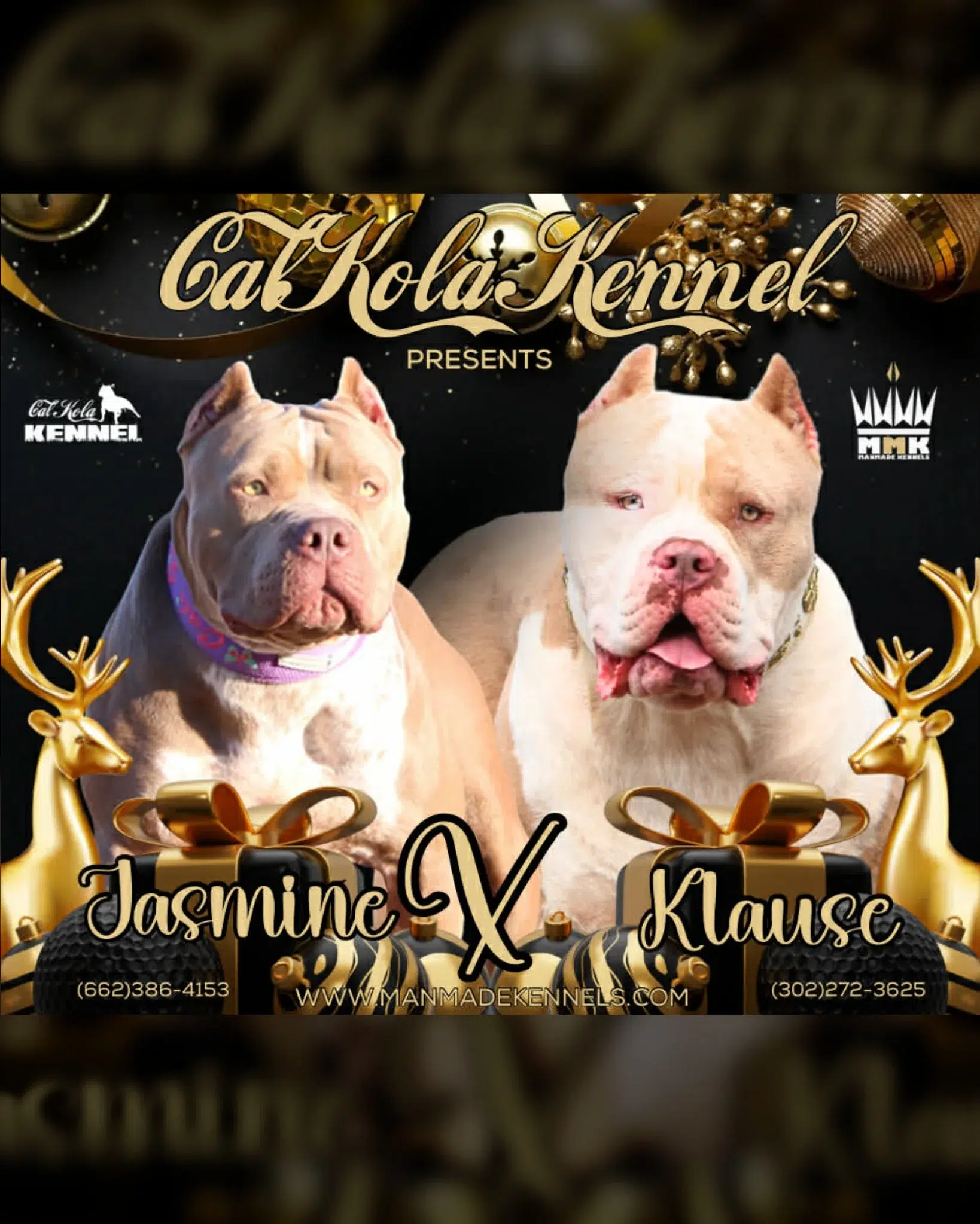 XL American Bully Breeding 2026