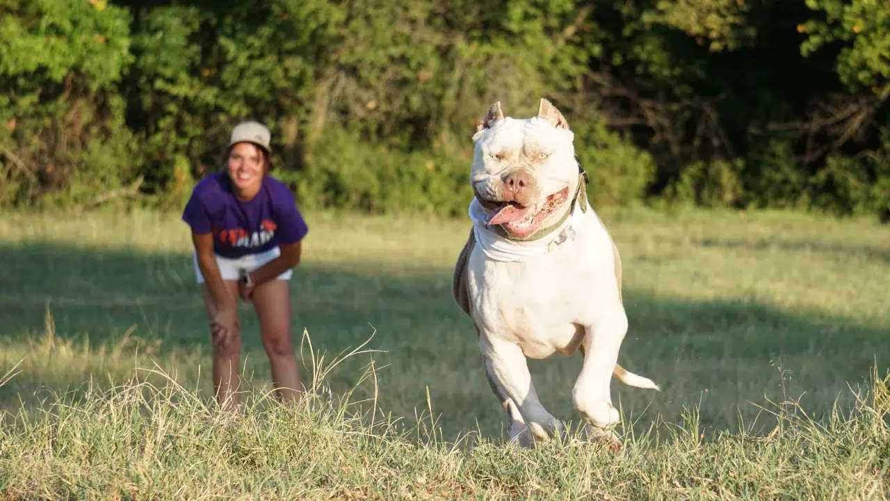 Featured image for “How Much Daily Exercise Does an XL Pitbull Really Need?”