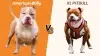 American Bully vs XL Pitbull: What Breeders Won’t Tell You (2026 Guide)