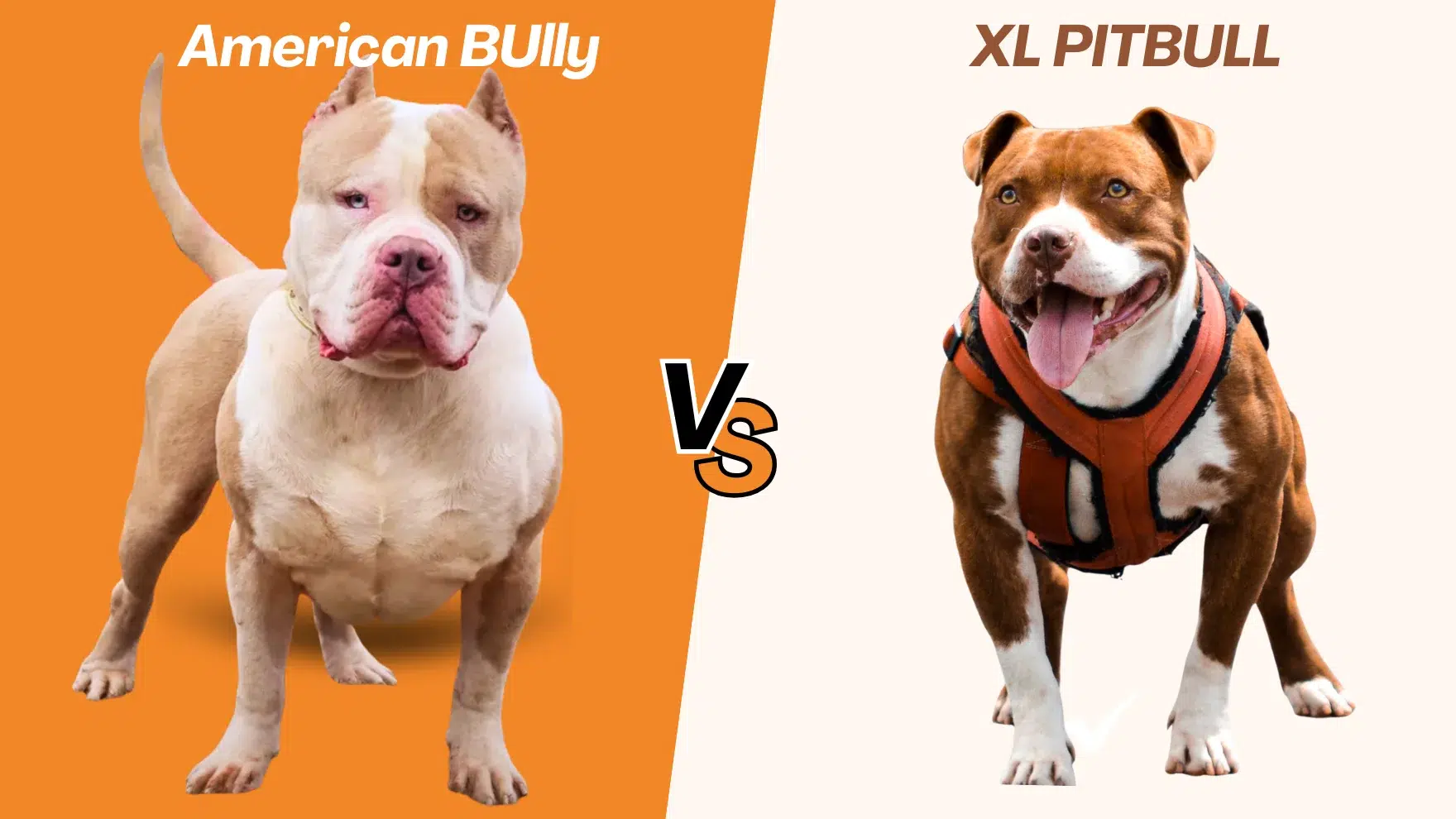 Featured image for “American Bully vs XL Pitbull: What Breeders Won’t Tell You (2026 Guide)”