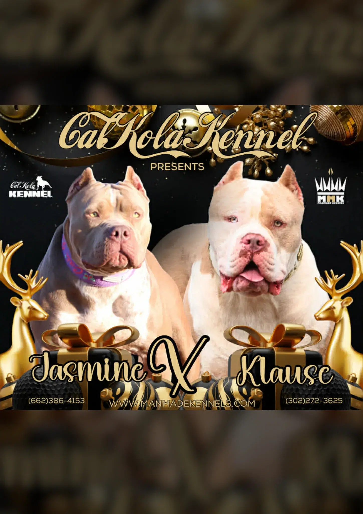Jasmine X Klause Pitbull Puppy breeding