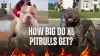 How Big Do XL Pitbulls Get? Complete Size, Weight & Care Guide