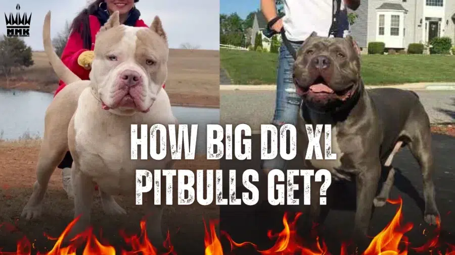 How Big Do XL Pitbulls Get