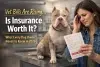 Is Pet Insurance for Dogs Worth It? What Every Dog Owner Needs to Know in 2026.