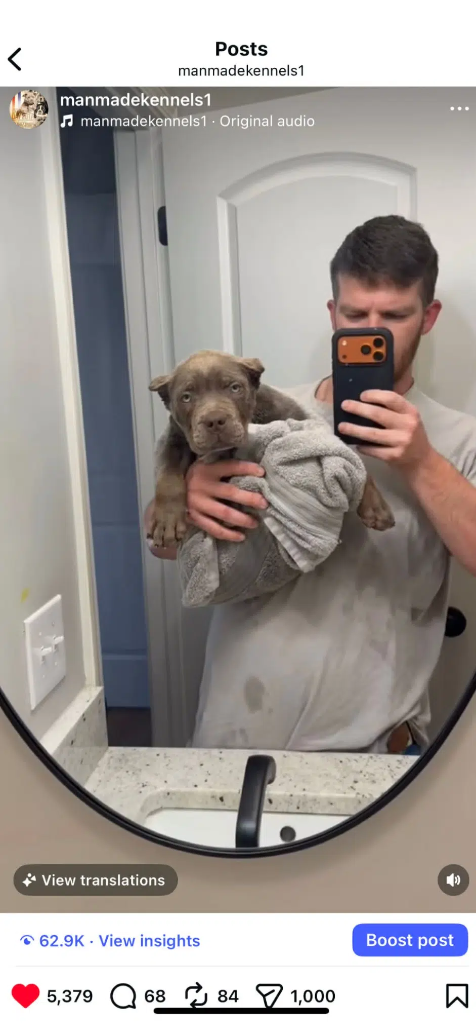 XL American Bully Puppy for sale 2026