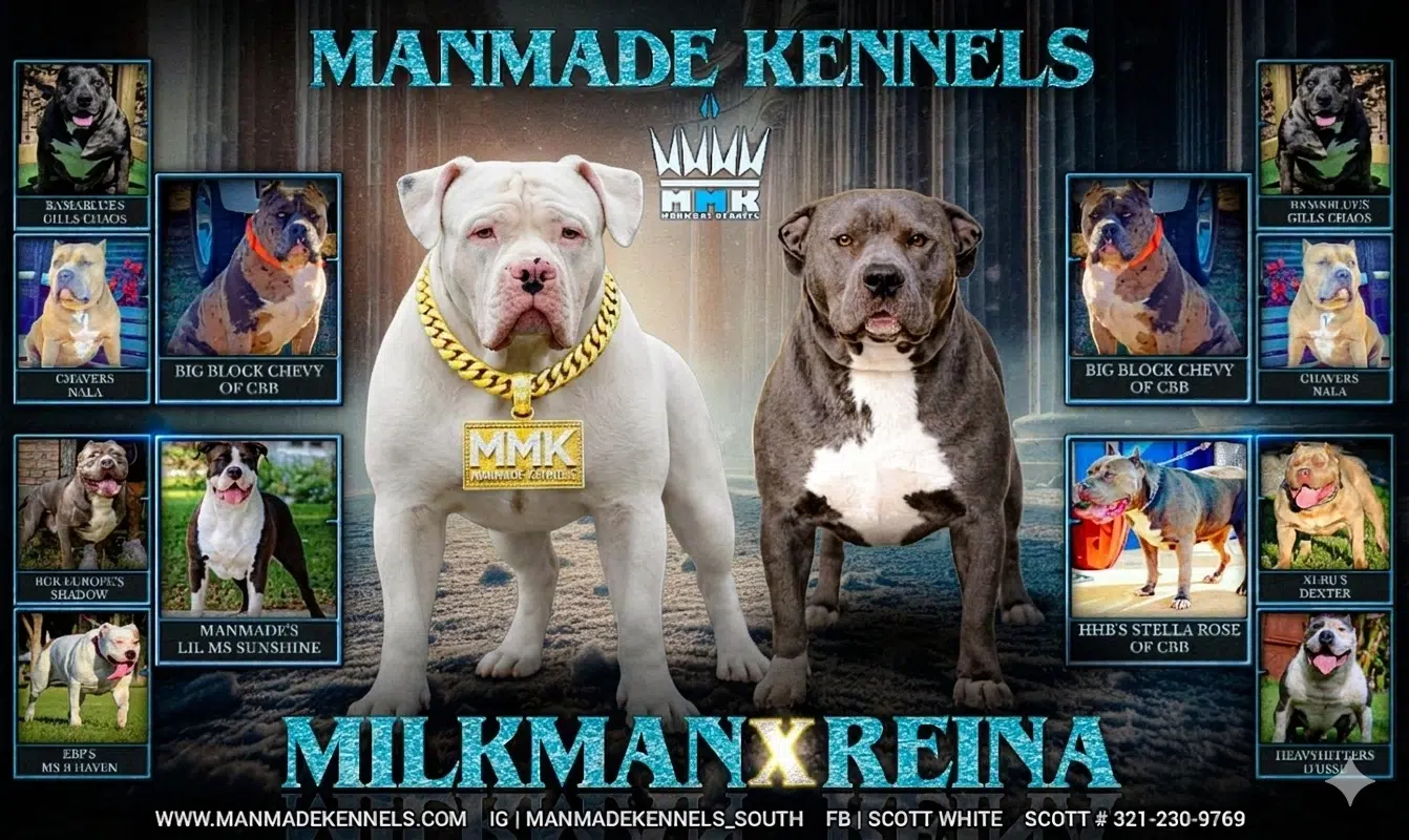 Xl American Bully Puppies for Sale 2026