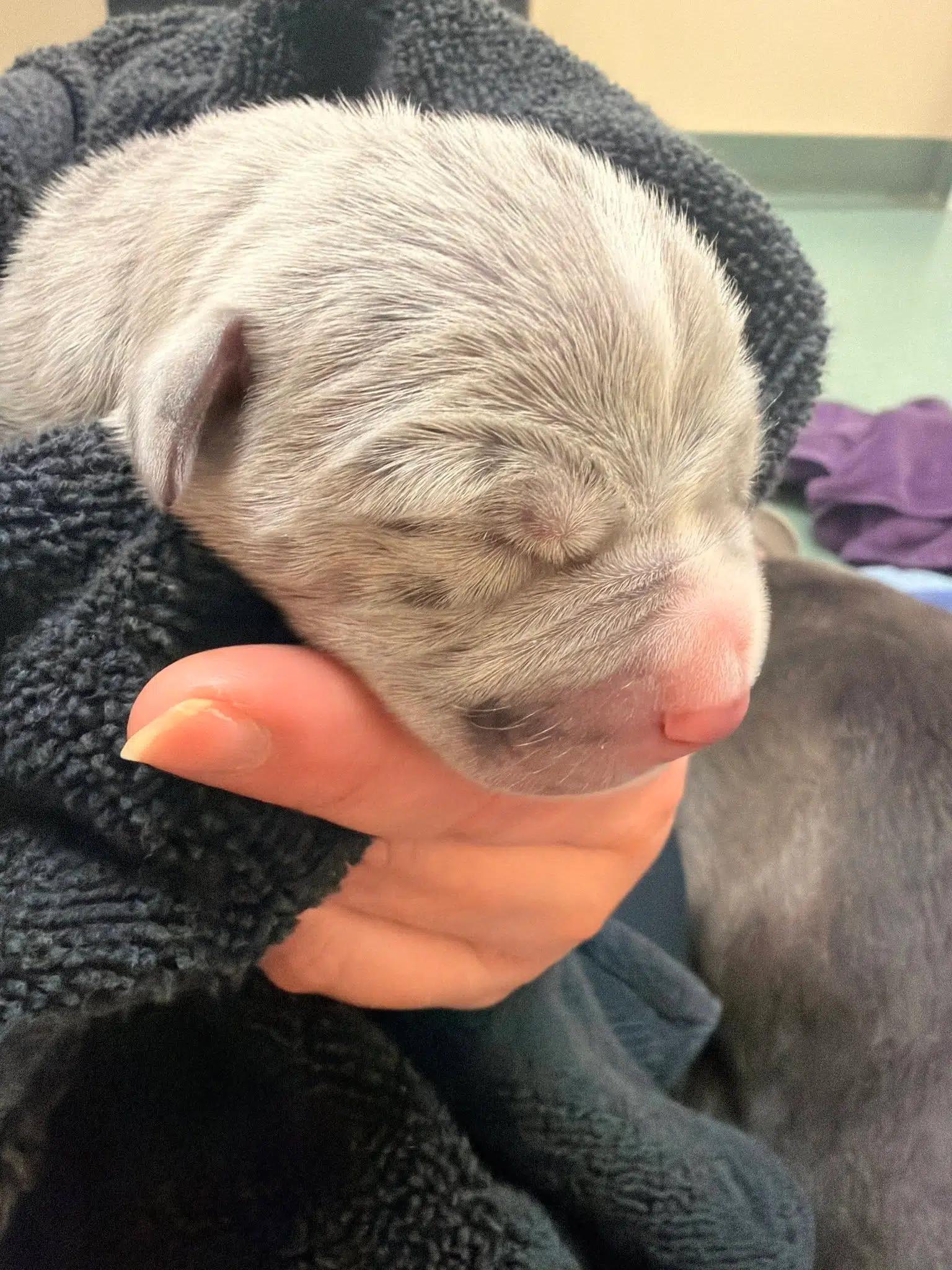 Blue American Bully puppy for sale from Manmade Kennels — Milkman x Reina breeding, elite XL Bully bloodlines, Florida