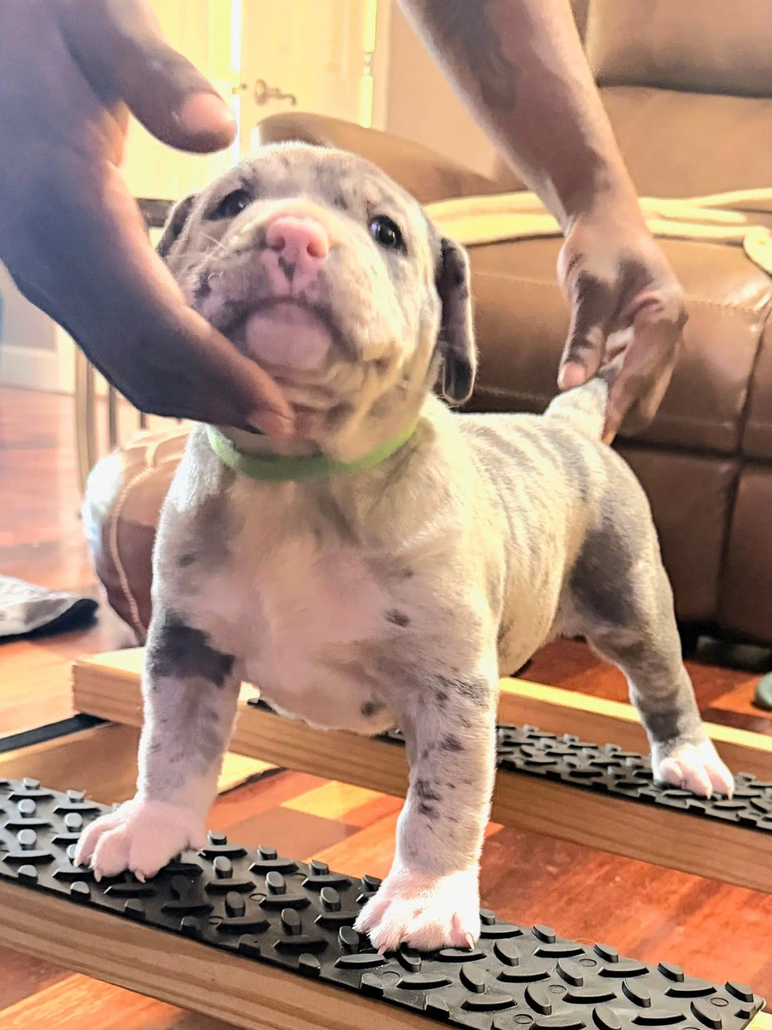 Blue merle XL American Bully puppy for sale from Milkman x Reina breeding ManMade Kennels