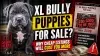 XL Bully Puppies for Sale: Why Cheap Listings Will Cost You More
