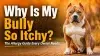 American Bully Allergies Playbook: Paws, Ears, Yeast, Food Trials, and When to See a Vet.