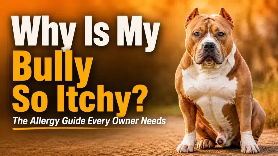 American Bully allergies guide