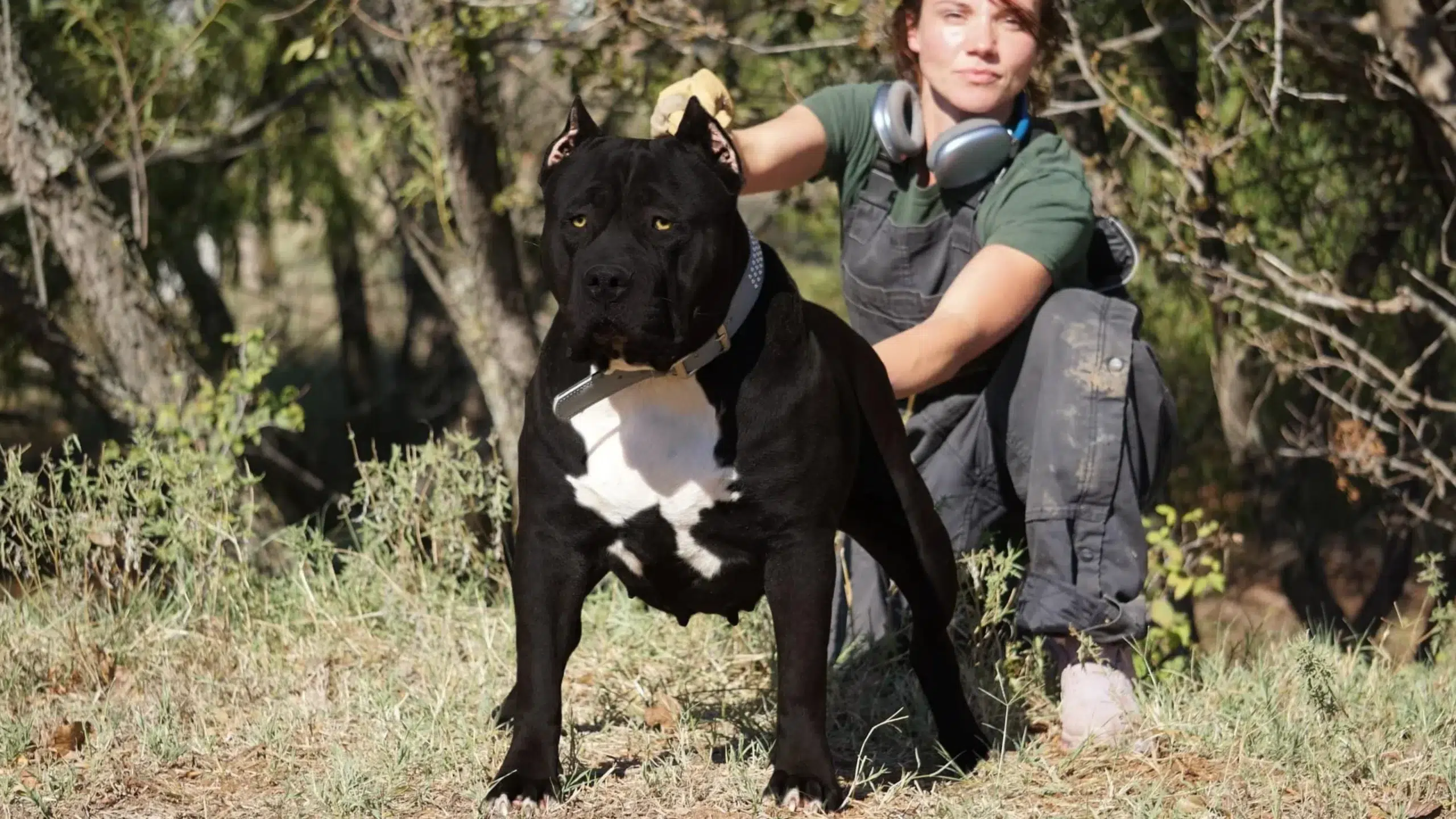 ManMade Kennels black XL American Bully stud dog elite bloodline top breeder United States
