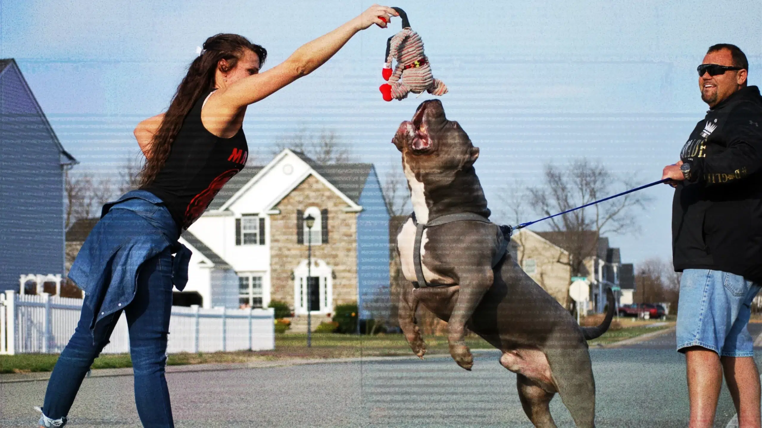 ManMade Kennels blue XL American Bully puppies for sale high drive family dog bloodline