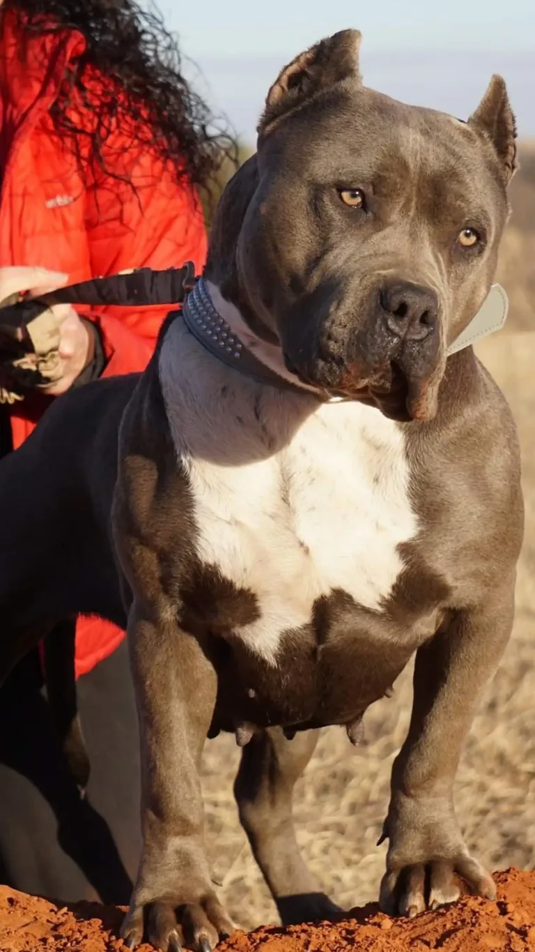 Muscular blue XL American Bully from ManMade Kennels for blue nose pitbull puppies for sale and bully breeding