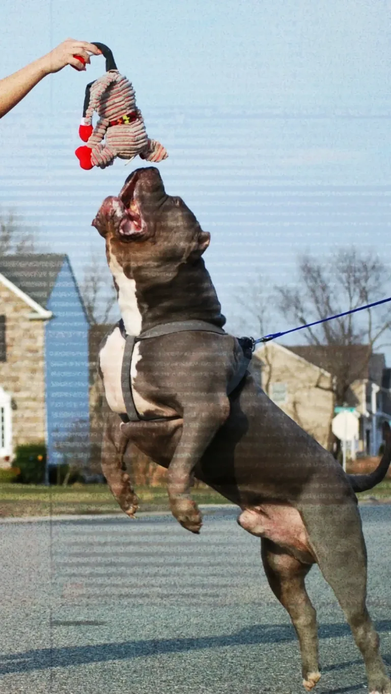 XL American Bully dog training photo from ManMade Kennels for bully puppy training and pitbull puppy owner education