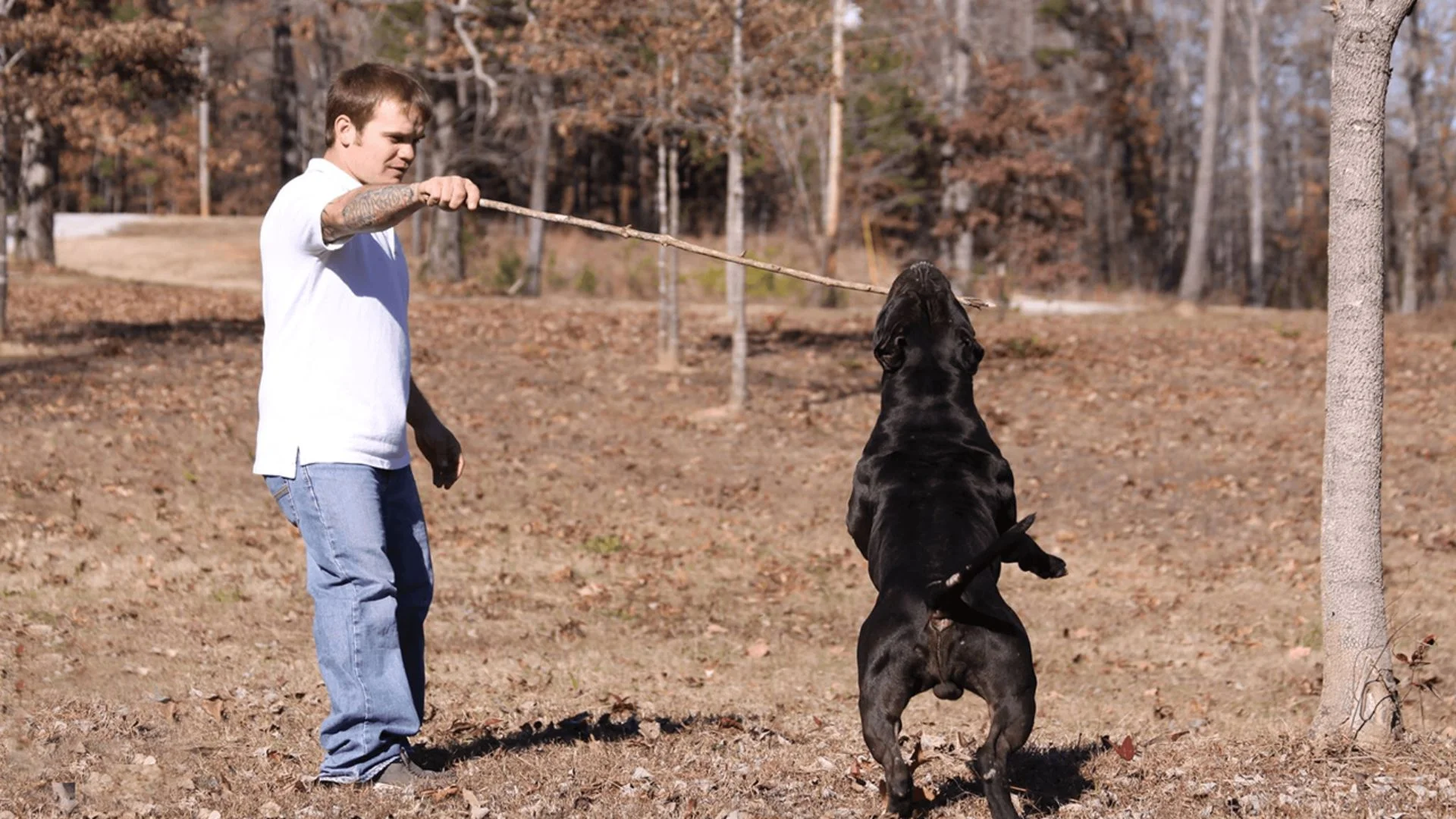 Featured image for “What Do Pitbulls Like to Do for Fun? A Complete Guide to Keeping Your Pup Happy”
