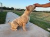 What Snacks Do Pitbulls Like? The Best Treats for XL Pitbulls, Puppies, and American Bullies