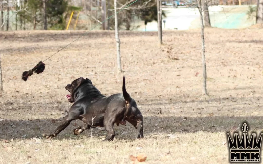 What do pitbulls like to do for fun? A full guide