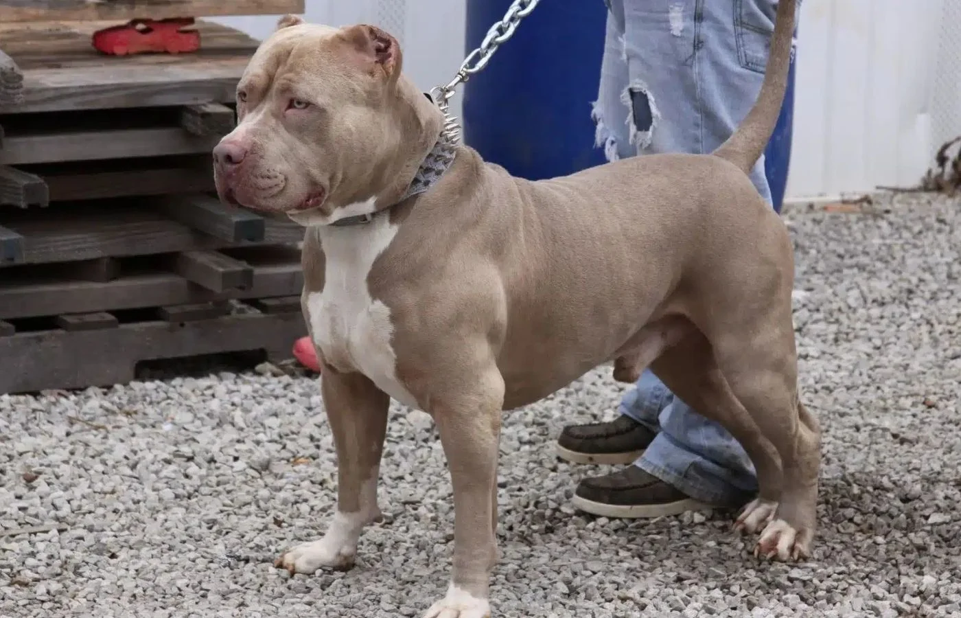 XL Bully Puppies for Sale featured image